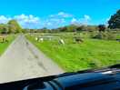 Sheep on the common