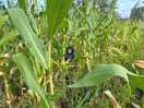 The maize maze