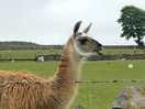 Beautiful lamas