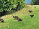 The ducks having a walk down to the lake