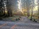 More woodland walks
