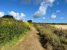 Lane from camping field to surrounding fields and route to marazion