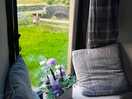 The window