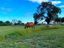 Neighbour