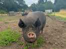 One of the lovely pigs on site