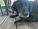 De lieve campinghond