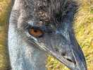 Emu