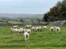 Nearby farm animals