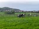 Horses in a paddock overlooking the site