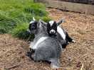 Bandy goats