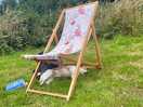 Snoozing dog under deckchair provided
