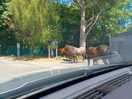 New forest ponies