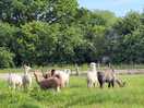 Alpacas at large