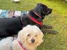Lottie & luna waiting for breakfast on the site.
