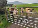 Cows