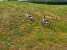 Geese