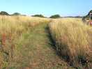 Grass walkway