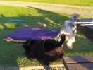 Dogs having fun