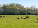 Cows