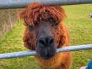 The cute lama on site