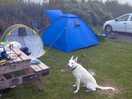 Dog and tents
