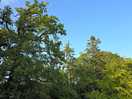 Surrounding woodland