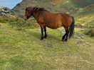 Ponies