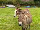 Picture of two friendly donkeys