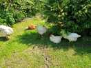 Roaming free range chickens
