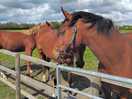 Friendly horses