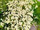 The daisies