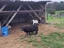 Goats and sheep next to the play field