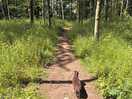 Woodland walk