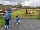 The alpacas were a hit with the kids!