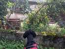 Watching the rabbits