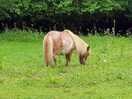 Shetland pony