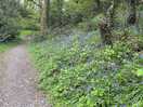Woodland walk
