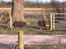 The goats - do not feed any of the farm animals