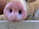 One of the many animals