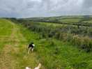 Walking the pooches