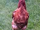 Love chickens