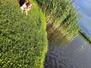 Our border collie loved the field and pond!