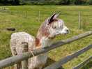 Campsite alpaca