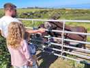 Feeding the donkeys