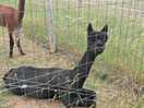 Alpacas 3