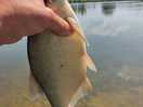 Skimmer/bream