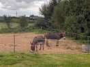 Lovely donkey