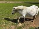 One of the beautiful horses