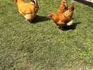Free range eggs available.