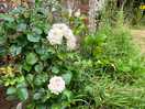 Rose an altem gemäuer